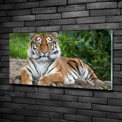Foto glasbild Sibirischer Tiger
