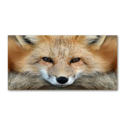 Bild auf glas Fuchs