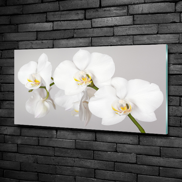 Glasbild Orchidee