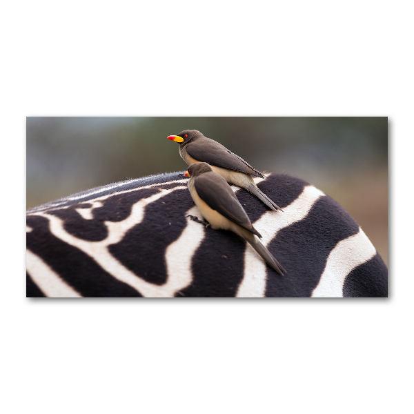 Glasbild Vögel und Zebras