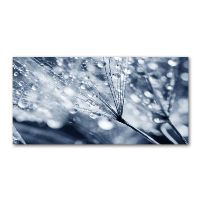 Foto glasbild Löwenzahnsamen