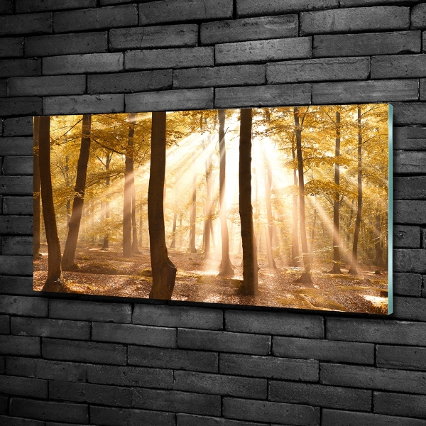 Bild auf glas Wald im Herbst