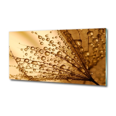 Bild auf glas Löwenzahnsamen