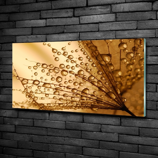 Bild auf glas Löwenzahnsamen