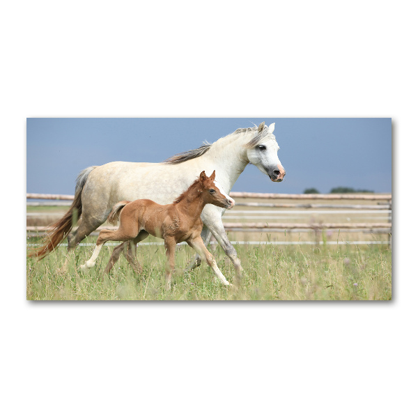 Glasbild Stute mit Fohlen