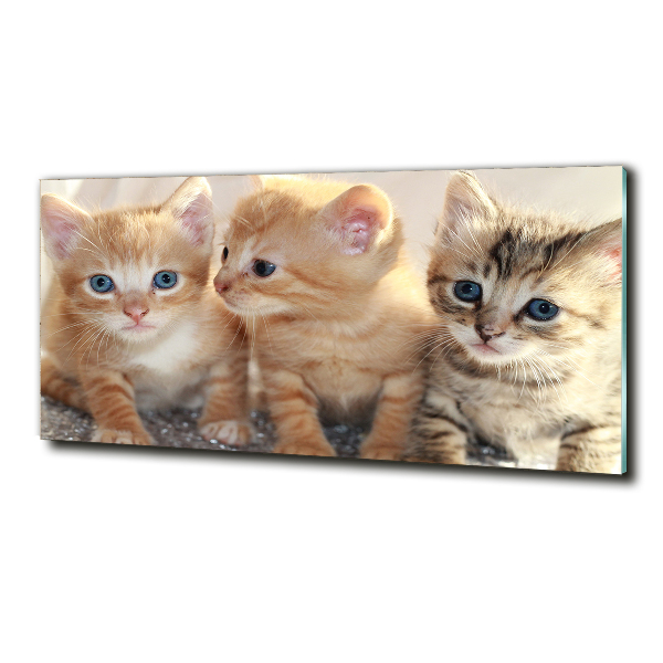 Foto glasbild Kleine Katzen