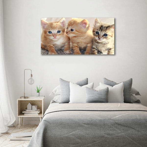 Foto glasbild Kleine Katzen