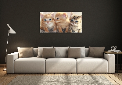 Foto glasbild Kleine Katzen