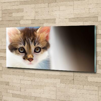 Bild auf glas Kleine Katze