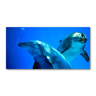 Glasbild Zwei Delfine