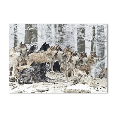 Bild auf glas Wölfe im Winter
