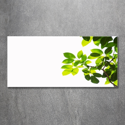 Foto glasbild Blätter