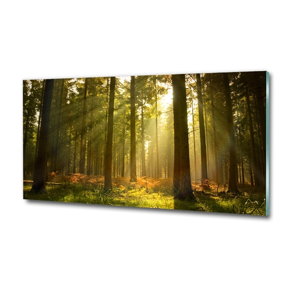 Glasbild Wald in der Sonne