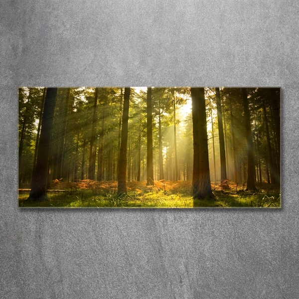 Glasbild Wald in der Sonne
