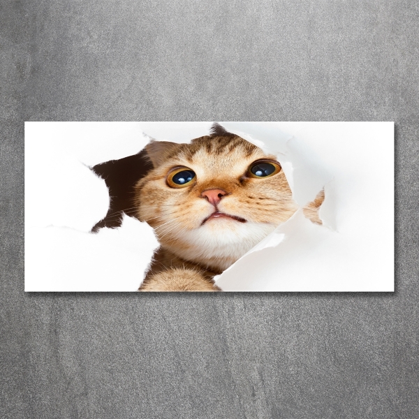 Glasbild Katze im Loch