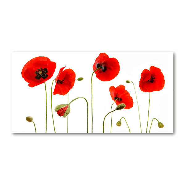 Glasbild Mohnblumen