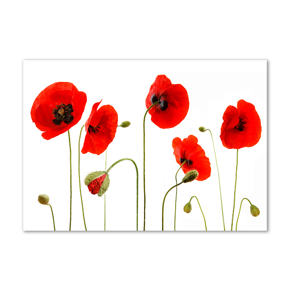 Glasbild Mohnblumen