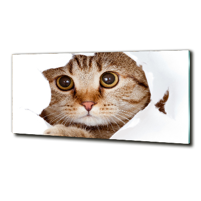 Bild auf glas Katze