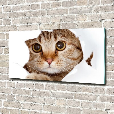 Bild auf glas Katze
