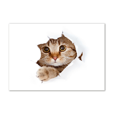 Bild auf glas Katze