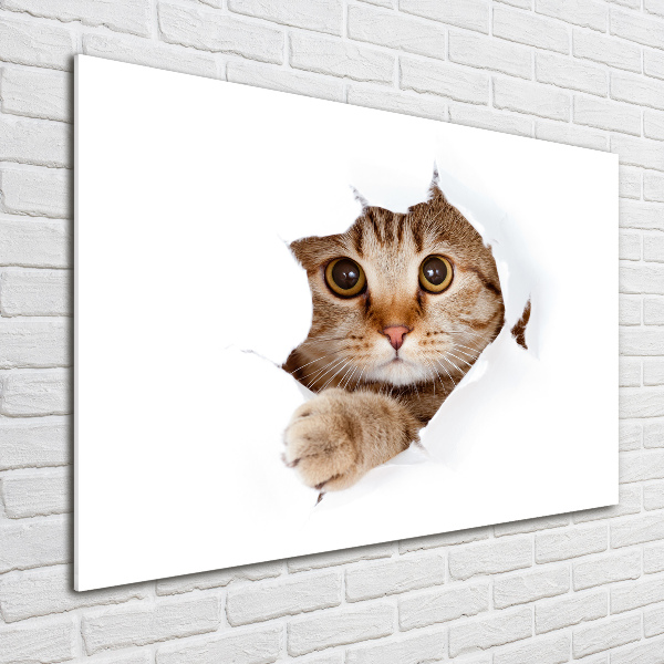 Bild auf glas Katze