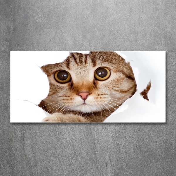 Bild auf glas Katze