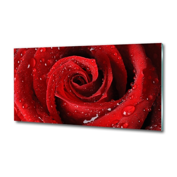 Glasbild Tropfen auf einer Rose