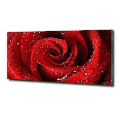 Glasbild Tropfen auf einer Rose