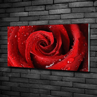 Glasbild Tropfen auf einer Rose