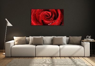 Glasbild Tropfen auf einer Rose