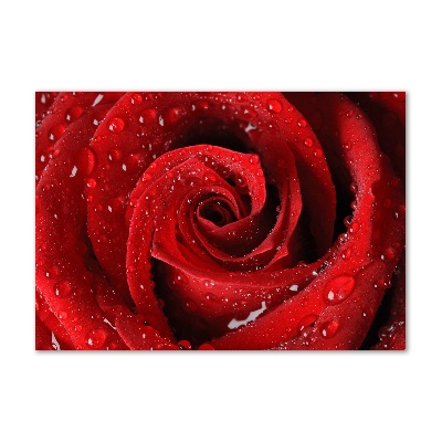 Glasbild Tropfen auf einer Rose