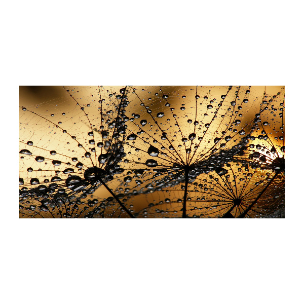 Foto glasbild Löwenzahnsamen