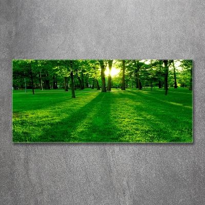 Foto glasbild Gras im Park
