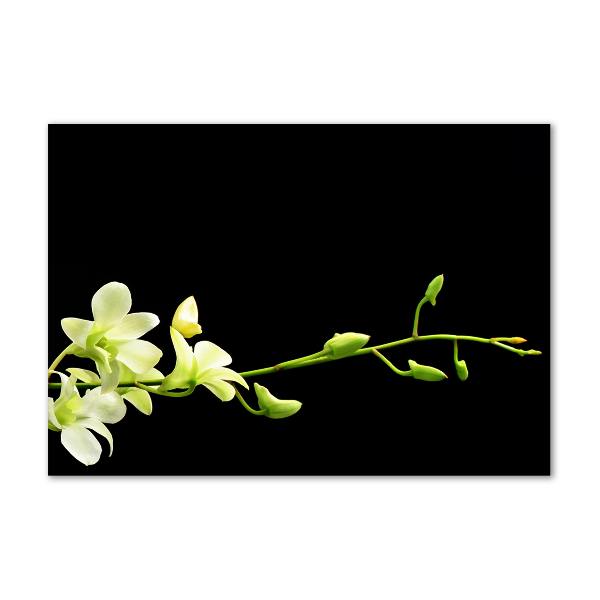 Foto glasbild Orchidee