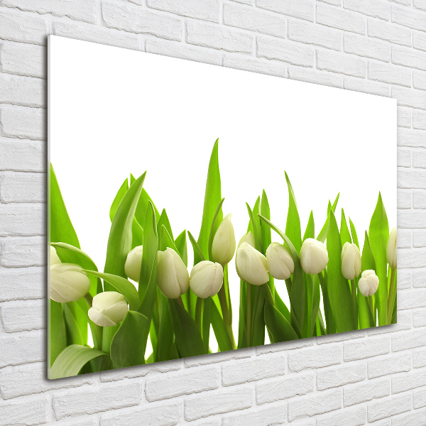 Bild auf glas Weiße Tulpen