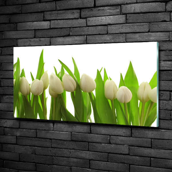 Glasbild Weiße Tulpen