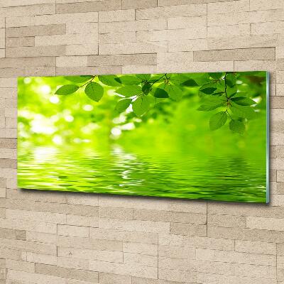 Foto glasbild Grüne Blätter