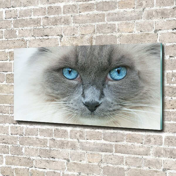 Foto glasbild blauäugige Katze