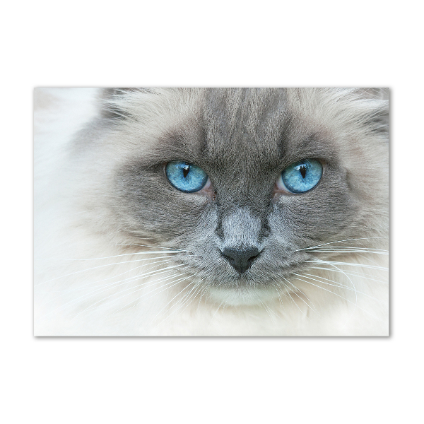 Foto glasbild blauäugige Katze