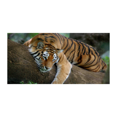 Glasbild Tiger auf einem Baum