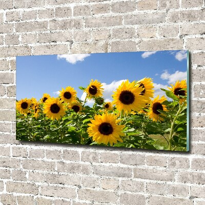 Bild auf glas Sonnenblumen
