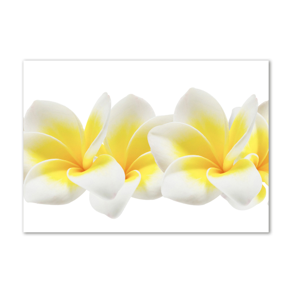 Glasbild Plumeria