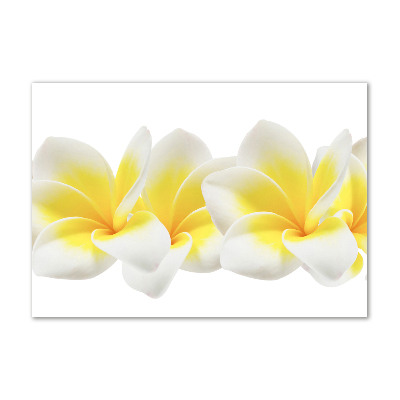 Glasbild Plumeria