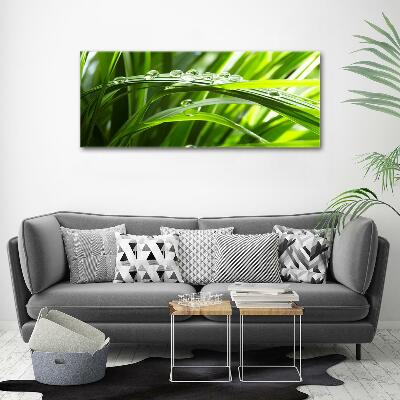 Bild auf glas Tropfen auf dem Gras