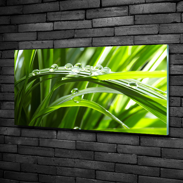 Bild auf glas Tropfen auf dem Gras