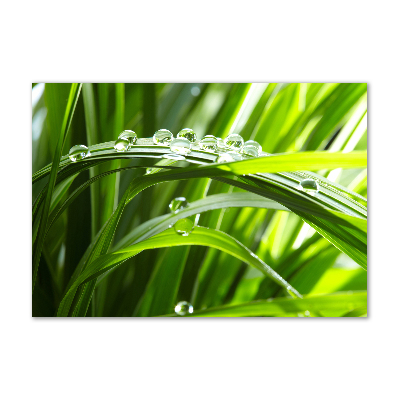 Bild auf glas Tropfen auf dem Gras