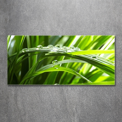 Bild auf glas Tropfen auf dem Gras