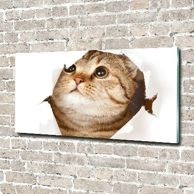 Bild auf glas Katze