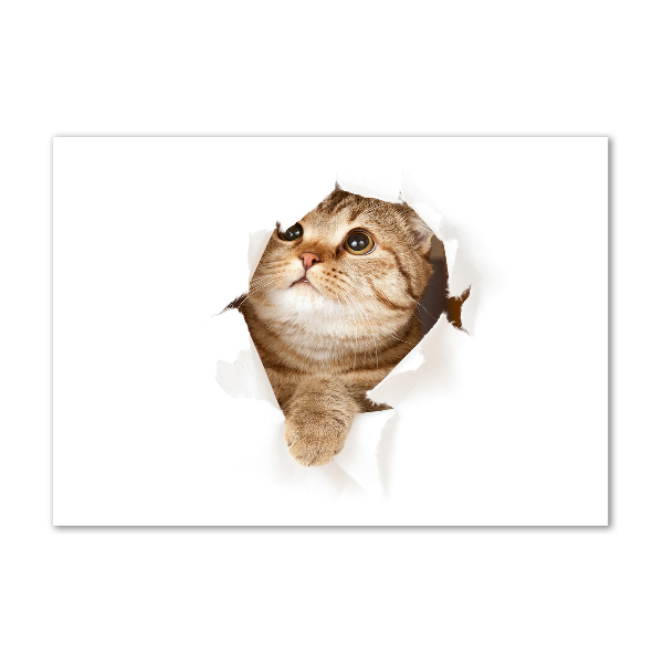 Bild auf glas Katze