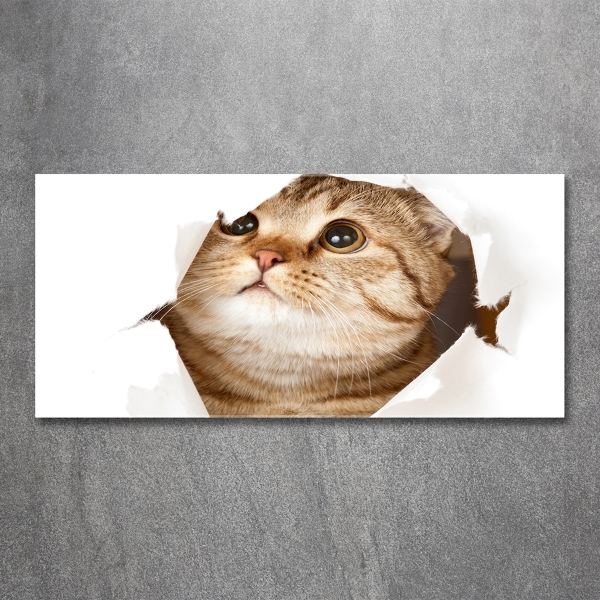 Bild auf glas Katze